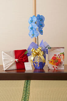 花とギフトのセット　選べる花色のカラー胡蝶蘭　彩 - irodori -　1本立とカタログギフト（BG/ナヴィエ)風呂敷包み