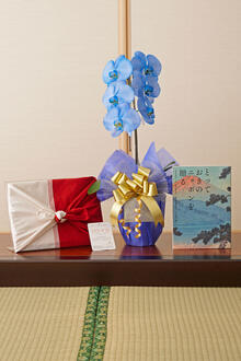 花とギフトのセット　選べる花色のカラー胡蝶蘭　彩 - irodori -　1本立とカタログギフト（とっておきのニッポンを贈る/伝）風呂敷包み