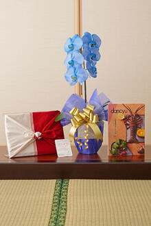 花とギフトのセット　選べる花色のカラー胡蝶蘭　彩 - irodori -　1本立とカタログギフト（dancyu/CB）風呂敷包み