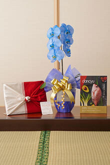 花とギフトのセット　選べる花色のカラー胡蝶蘭　彩 - irodori -　1本立とカタログギフト（dancyu/CE）風呂敷包み