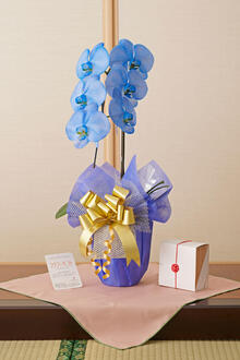 花とギフトのセット　選べる花色のカラー胡蝶蘭　彩 - irodori -　1本立とカタログギフト（升/桜）風呂敷包み