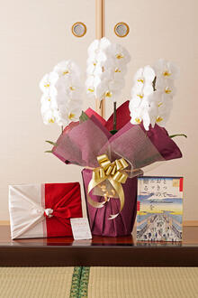 花とギフトのセット　胡蝶蘭　大輪3本立とカタログギフト（とっておきのニッポンを贈る/栄)風呂敷包み