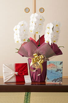 花とギフトのセット　胡蝶蘭　大輪3本立とカタログギフト（とっておきのニッポンを贈る/伝)風呂敷包み