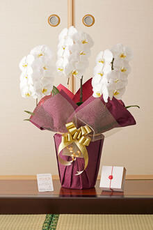 花とギフトのセット　胡蝶蘭　大輪3本立とカタログギフト（升/椿）風呂敷包み