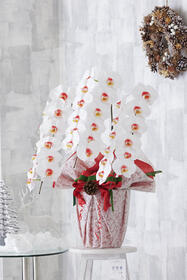 <center>クリスマス期間限定<br>人気のカラー胡蝶蘭</center><center>25,300円（税込）</center>