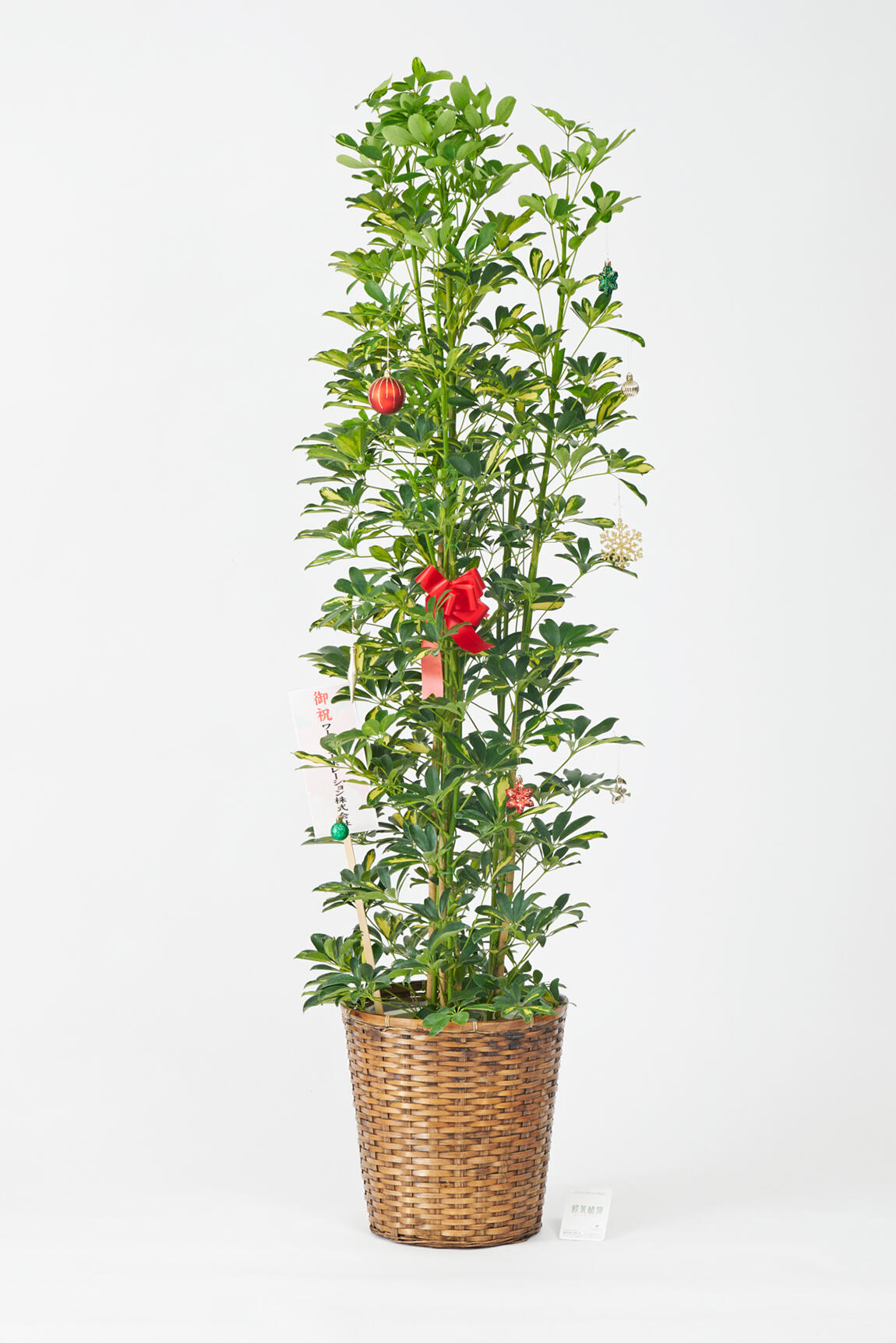 <p>クリスマス期間限定の観葉植物にも、立札かメッセージカード（いずれか1点）を無料でお付けすることが出来ます。<br />
クリスマスデザインの立札やメッセージカードをご希望のお客様は、無料オプションを一緒にカートに入れてお申込みください。</p>