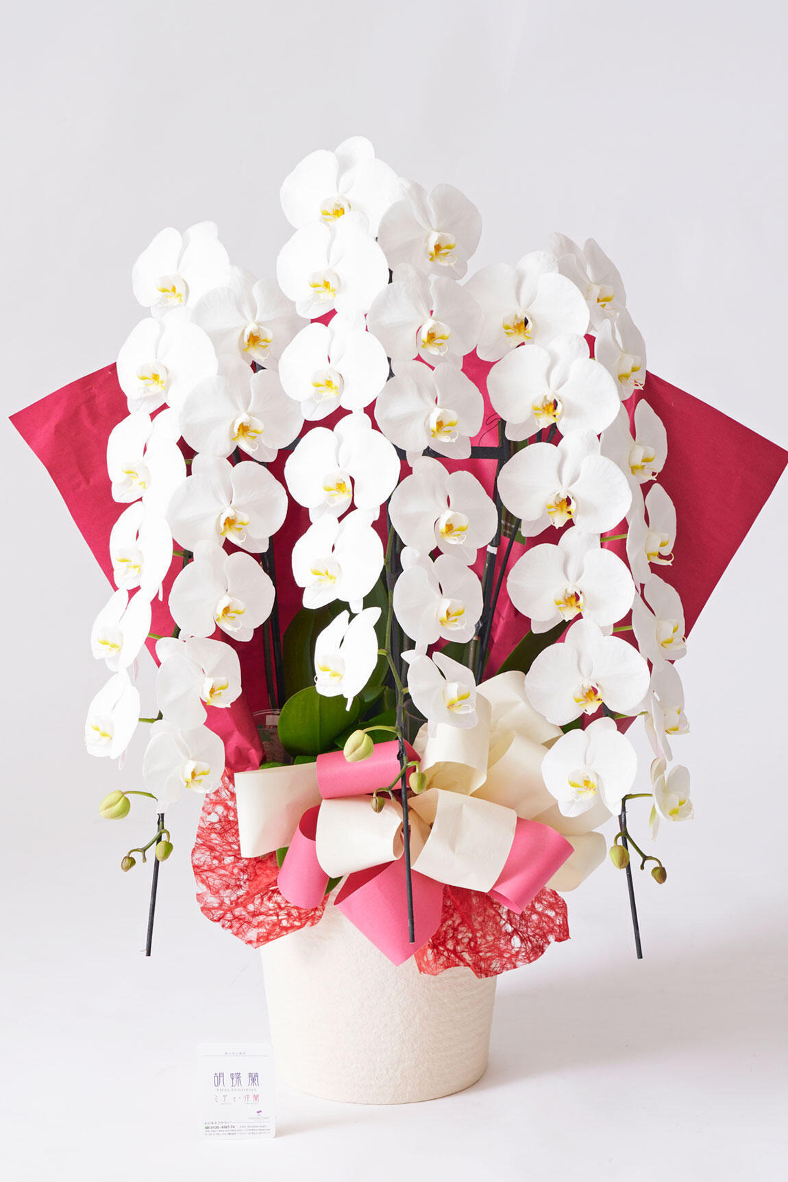 <p>胡蝶蘭を引き立てるデザインのラッピングは、どんなお祝いのシーンにも目に留まる華やかさを演出いたします。</p>