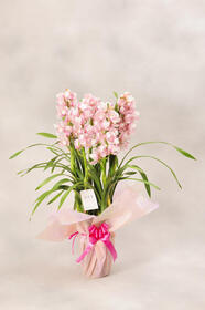 ピンクの花色がかわいらしい冬の寒さにも強い洋蘭16,500円(税込)