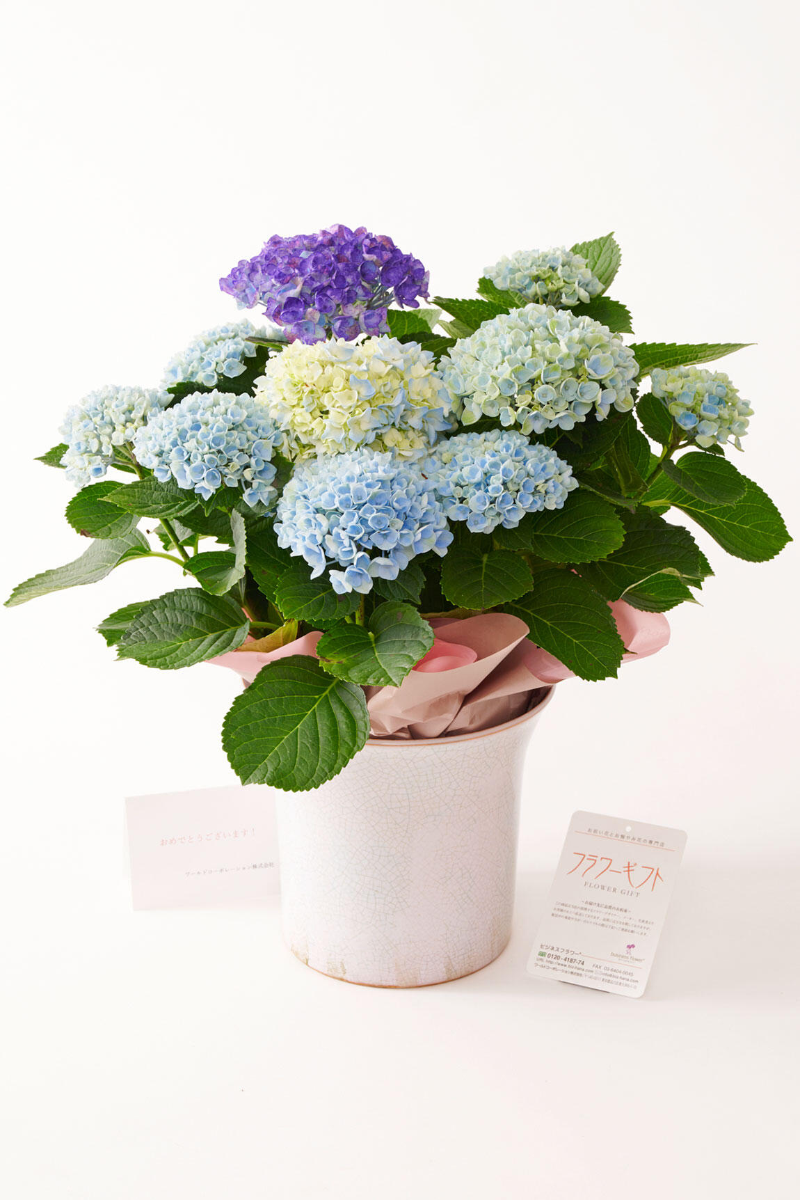 <p>お祝い花の通販サイトビジネスフラワーでは紫陽花（アジサイ）の鉢植えをギフトとして贈られる場合には、無料でメッセージカードをお付けいたします。</p>
