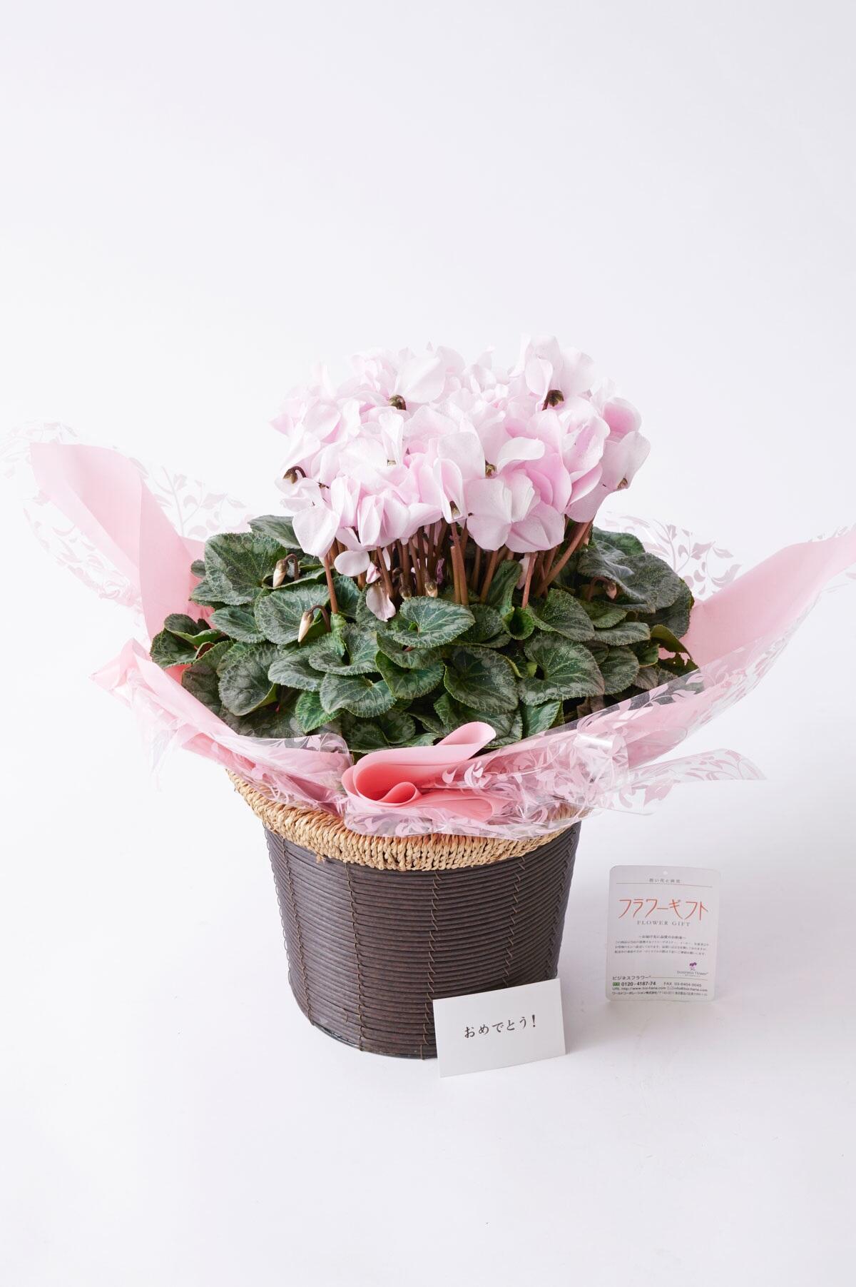 <p>お祝い花の通販サイトビジネスフラワーではシクラメンの鉢植えをギフトとして贈られる場合には、無料でメッセージカードをお付けいたします。</p>