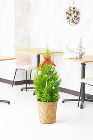 屋外にも飾れる観葉植物クリスマス限定でオーナメント付き11,000円(税込)
