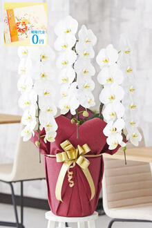 【電報・祝電付き】胡蝶蘭3本立（白）　1.5万円コース（36～39輪程度）※台紙：オレンジ