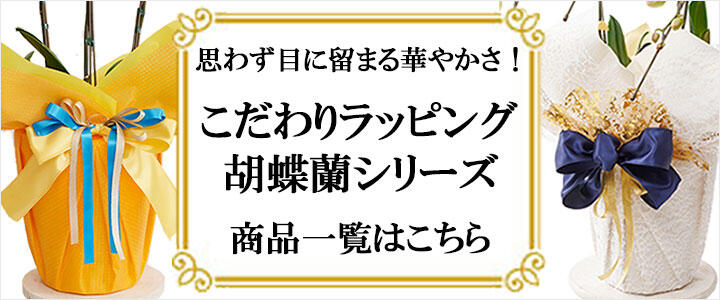 こだわりラッピング胡蝶蘭シリーズ　特集ページ