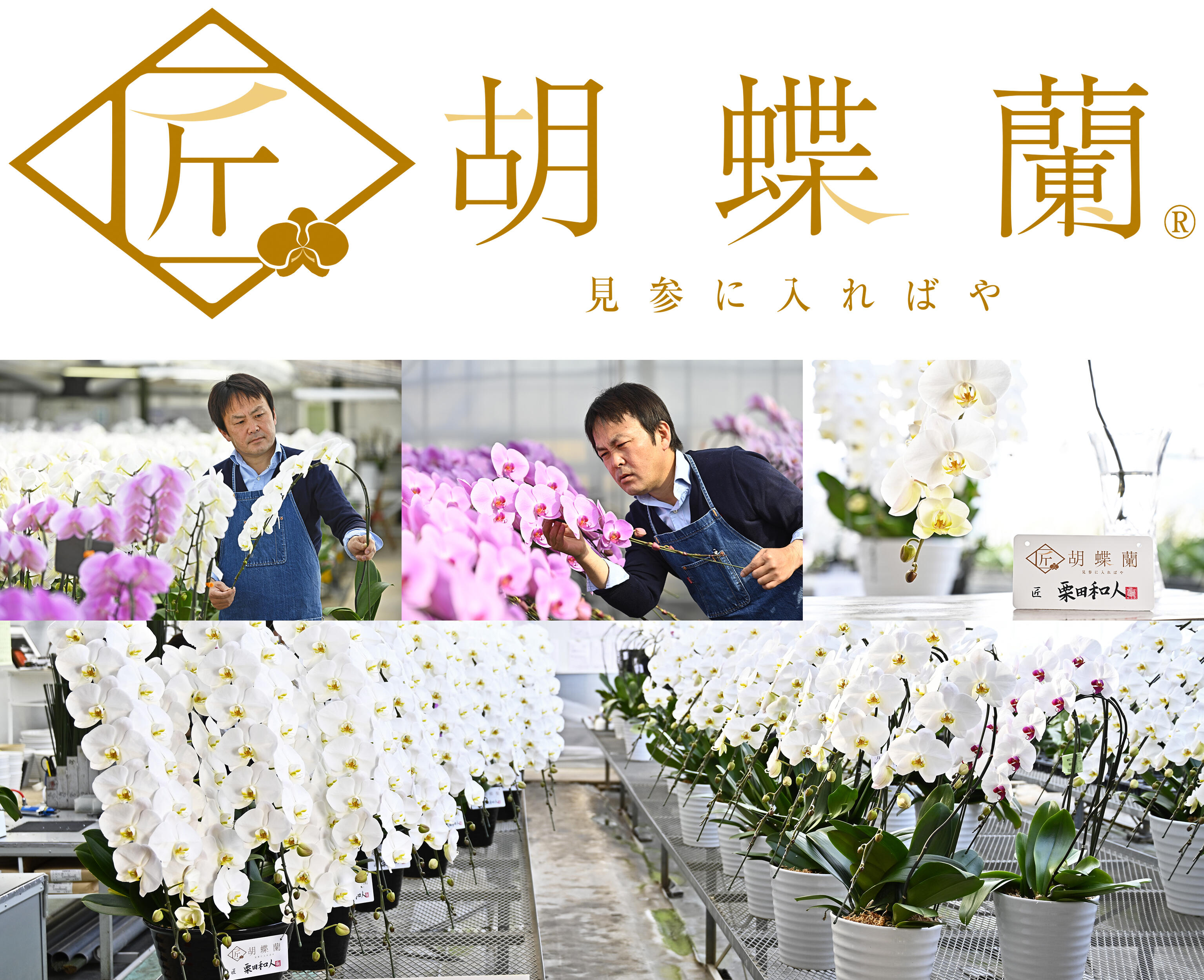 祝い花と供花の販売　ネットの花　ビジネスフラワー®の「匠胡蝶蘭®」栗田洋蘭園