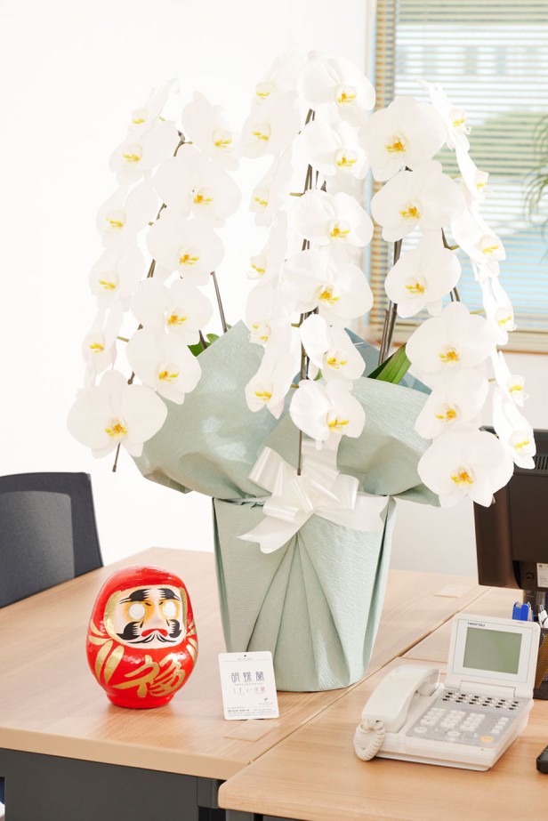 お祝い花の定番・胡蝶蘭と縁起の良いダルマをセットにしてお届けするお祝いムード満点の珍しい商品です。