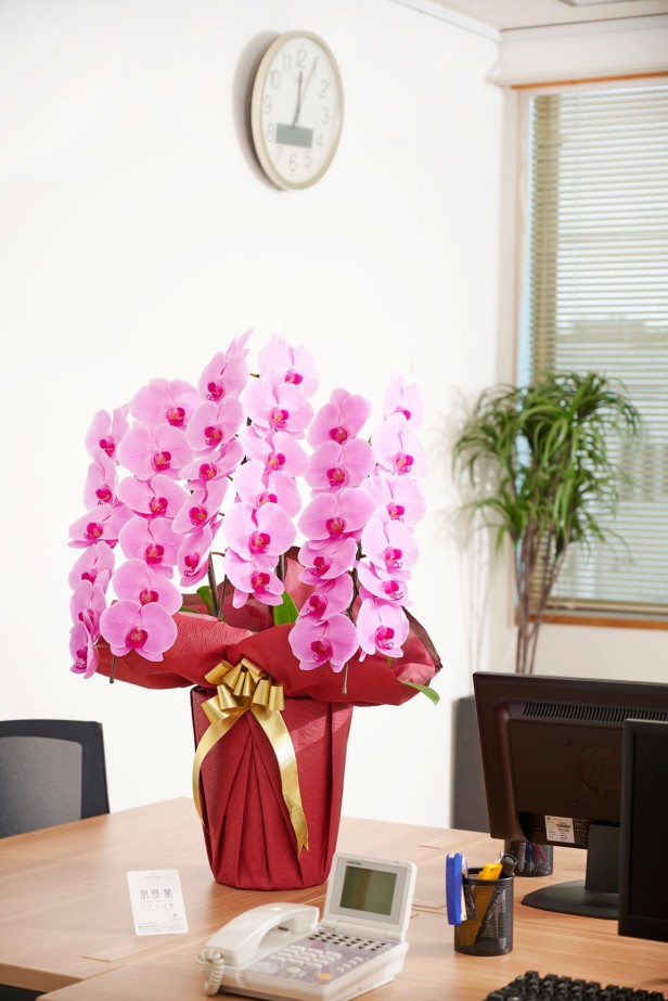 <p>ピンク色の胡蝶蘭は事務所やオフィスを華やかに彩ります。</p>