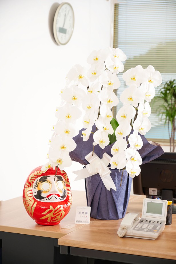 <p>お祝い花の定番・胡蝶蘭と縁起の良いダルマをセットにしてお届けするお祝いムード満点の珍しい商品です。</p>