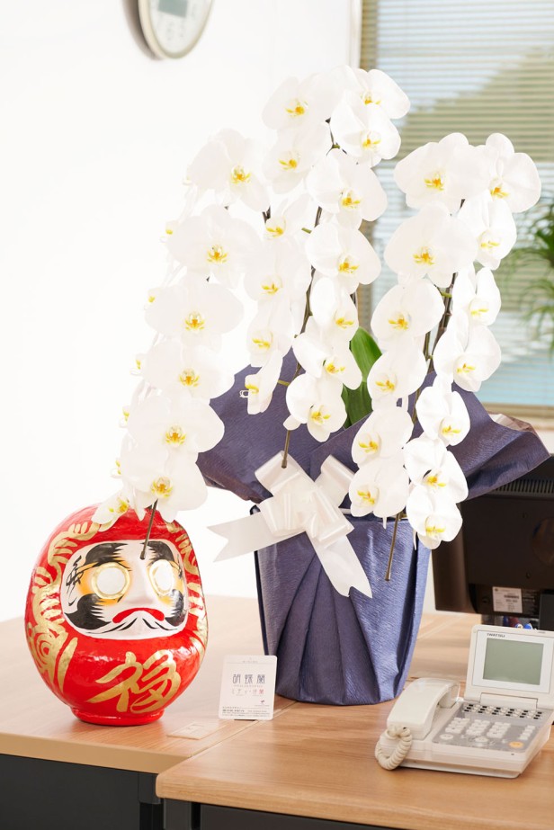 お祝い花の定番・胡蝶蘭と縁起の良いダルマをセットにしてお届けするお祝いムード満点の珍しい商品です。