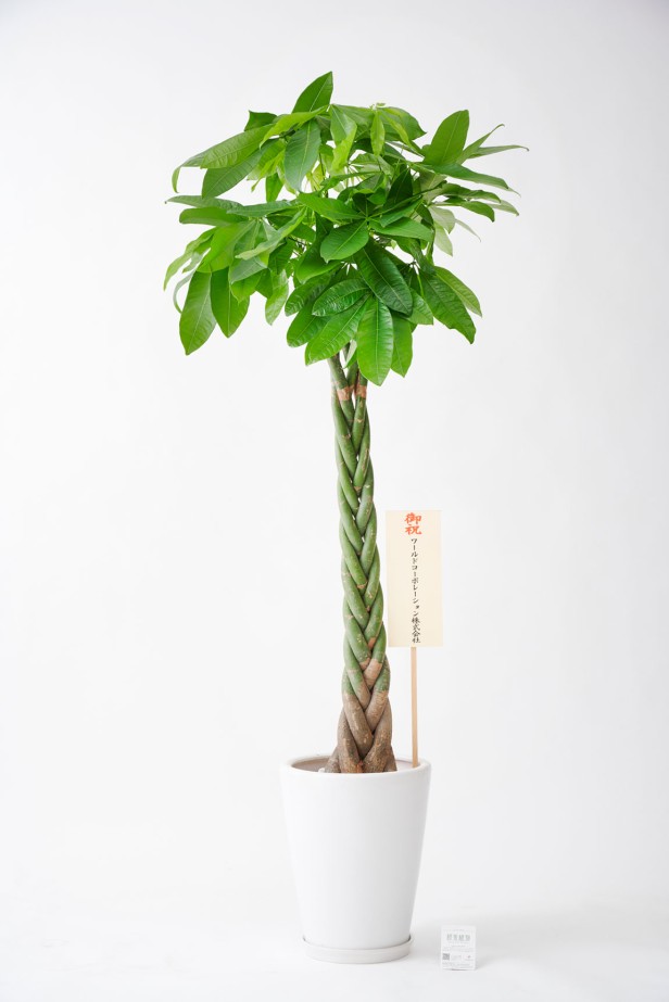 <p>法人や企業、会社間の観葉植物の贈答品の中でも一番人気の大きめの10号サイズの観葉植物です。</p>