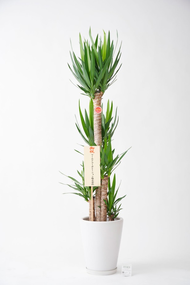 <p>法人や企業、会社間の観葉植物の贈答品の中でも一番人気の大きめの10号サイズの観葉植物です。</p>