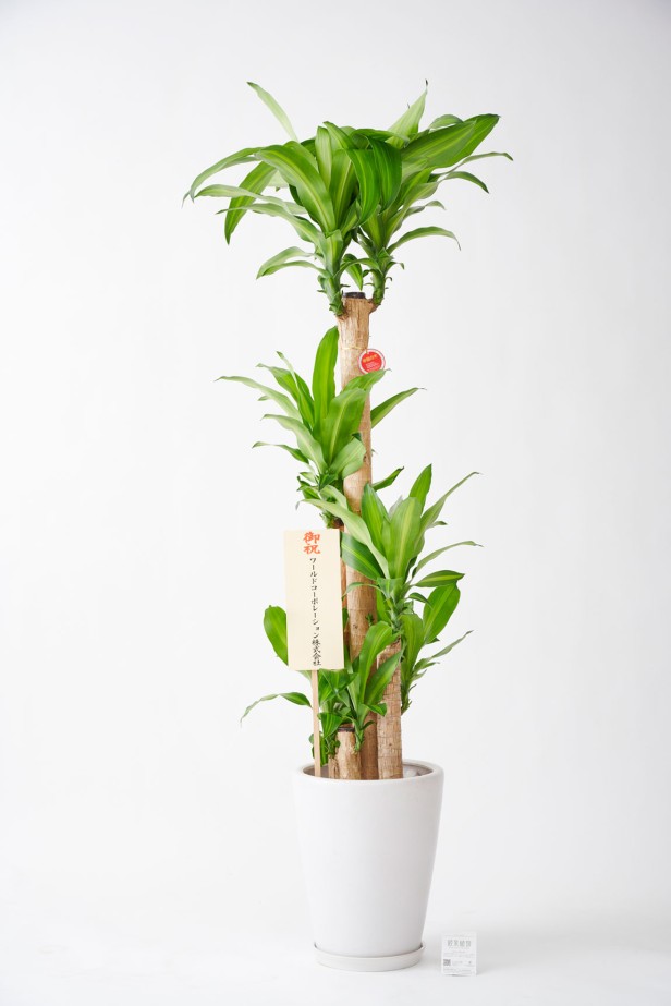 <p>法人や企業、会社間の観葉植物の贈答品の中でも一番人気の大きめの10号サイズの観葉植物です。</p>