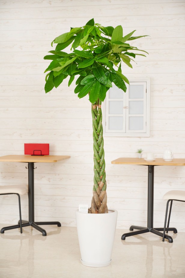 贈答に相応しい陶器鉢に植え込んでいます。清潔感のあるシンプルで見た目でどのような場所でも飾りやすい商品です。