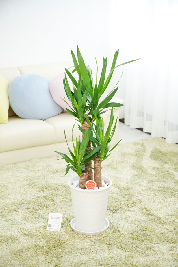 贈答に相応しい陶器鉢に植え込んでいます。清潔感のあるシンプルで見た目でどのような場所でも飾りやすい商品です。