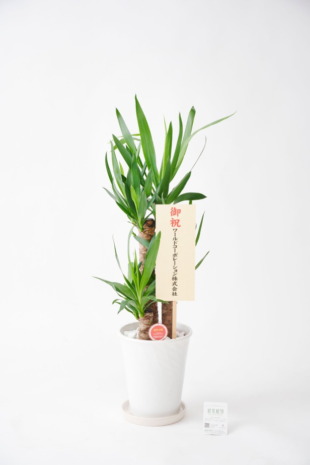 <p>贈答に相応しい陶器鉢に植え込んでいます。清潔感のあるシンプルで見た目でどのような場所でも飾りやすい商品です。</p>