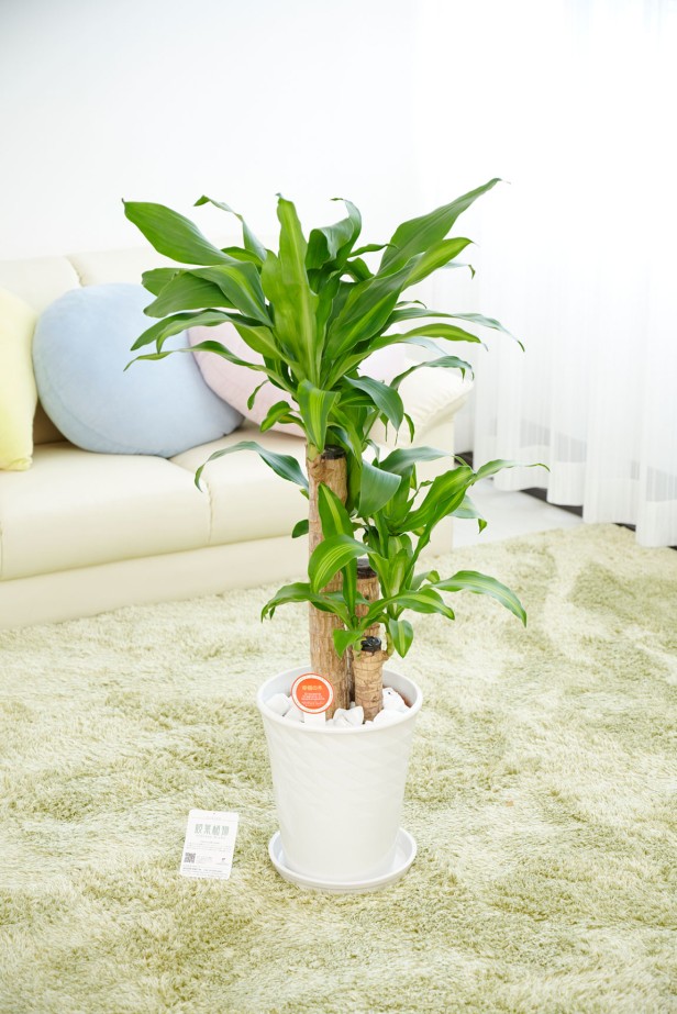 贈答に相応しい陶器鉢に植え込んでいます。清潔感のあるシンプルで見た目でどのような場所でも飾りやすい商品です。