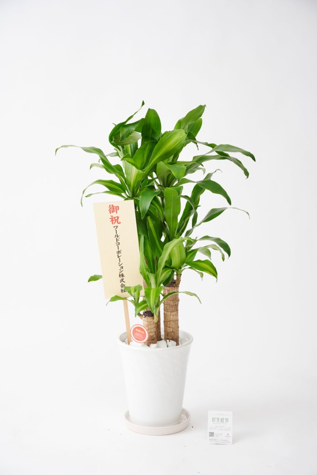<p>贈答に相応しい陶器鉢に植え込んでいます。清潔感のあるシンプルで見た目でどのような場所でも飾りやすい商品です。</p>