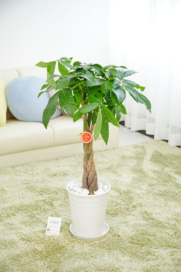 贈答に相応しい陶器鉢に植え込んでいます。清潔感のあるシンプルで見た目でどのような場所でも飾りやすい商品です。