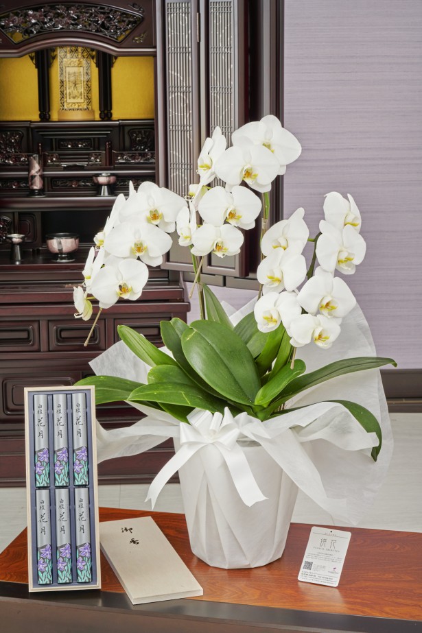 ＜ご自宅専用＞フューネラルミディ胡蝶蘭（白）　3本立（27輪以上）　［線香セット］