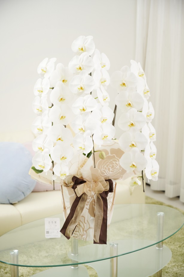 <p>オフィスや店舗に飾っていただいても存在感抜群のこだわりラッピング胡蝶蘭3本立です。</p>