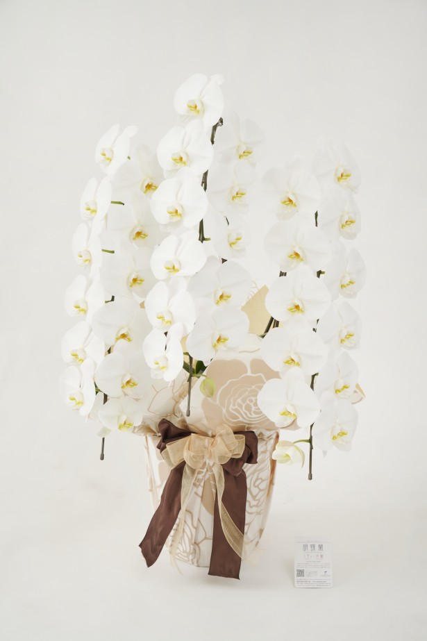 <p>開店祝い、開院祝い、開業祝い、就任祝いなどの定番お祝い花胡蝶蘭にチョットしたお洒落感を施した、こだわりラッピング胡蝶蘭シリーズの商品です。</p>