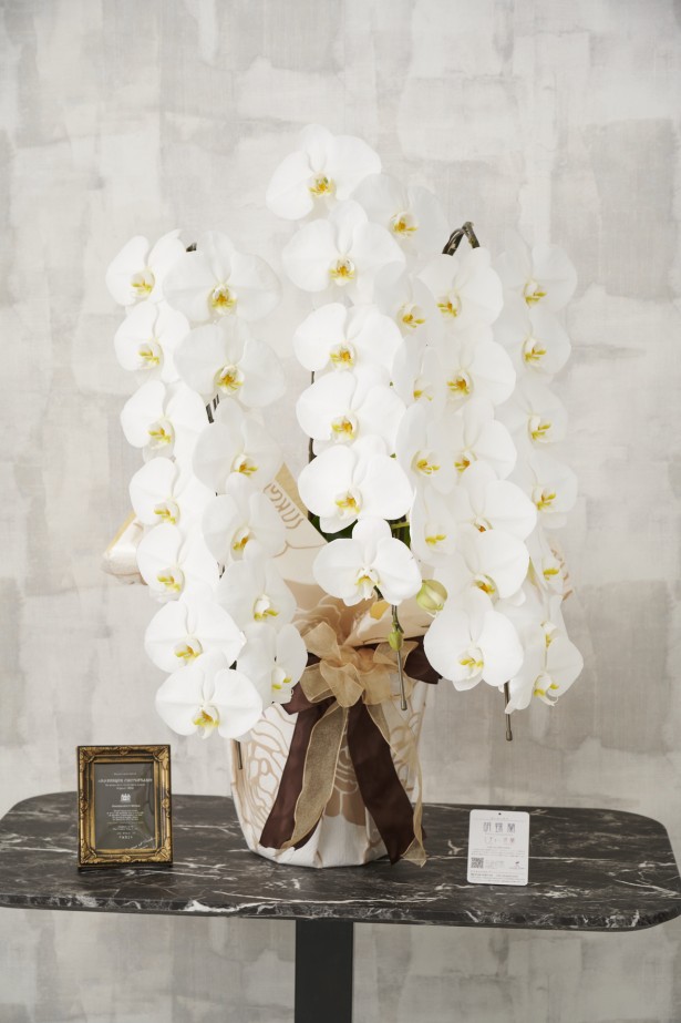 通常の胡蝶蘭3本立よりもインパクトのあるこだわりラッピングとリボンが特徴の商品です。