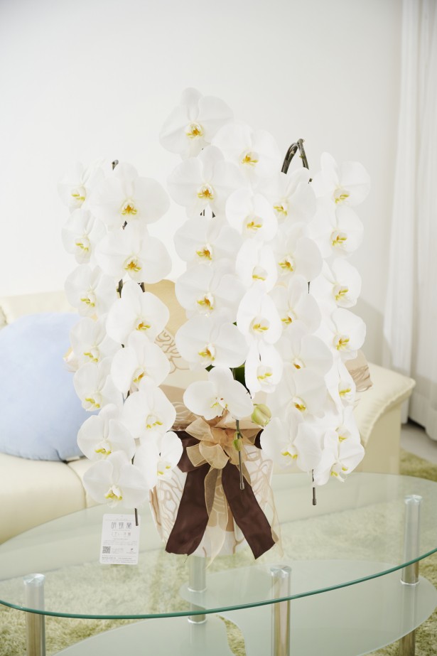 <p>オフィスや店舗に飾っていただいても存在感抜群のこだわりラッピング胡蝶蘭3本立です。</p>