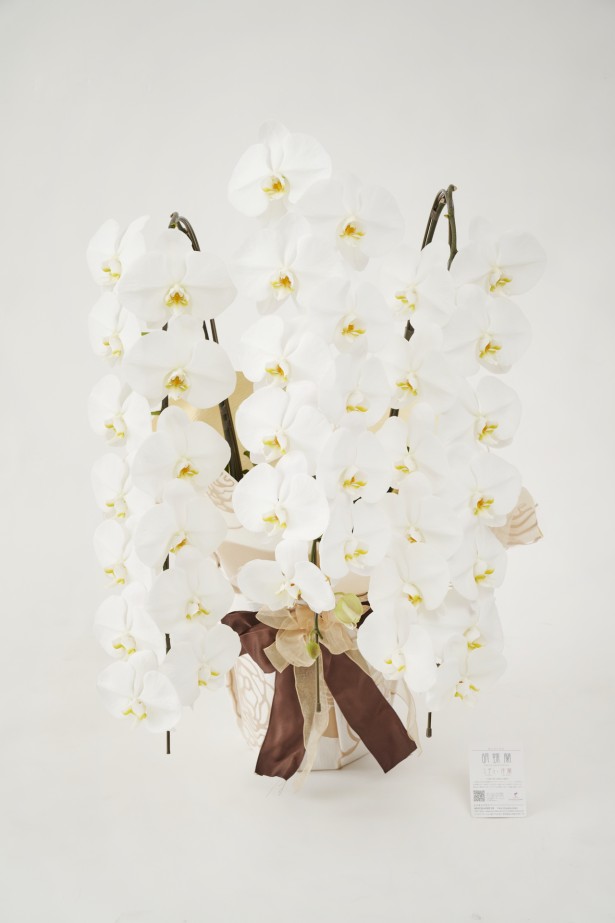 <p>開店祝い、開院祝い、開業祝い、就任祝いなどの定番お祝い花胡蝶蘭にチョットしたお洒落感を施した、こだわりラッピング胡蝶蘭シリーズの商品です。</p>