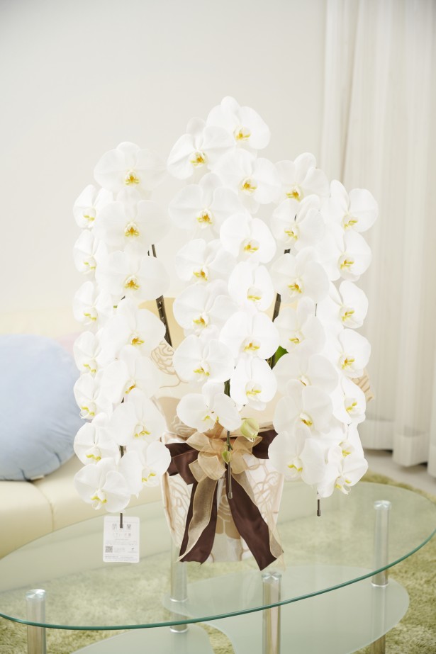 <p>オフィスや店舗に飾っていただいても存在感抜群のこだわりラッピング胡蝶蘭3本立です。</p>