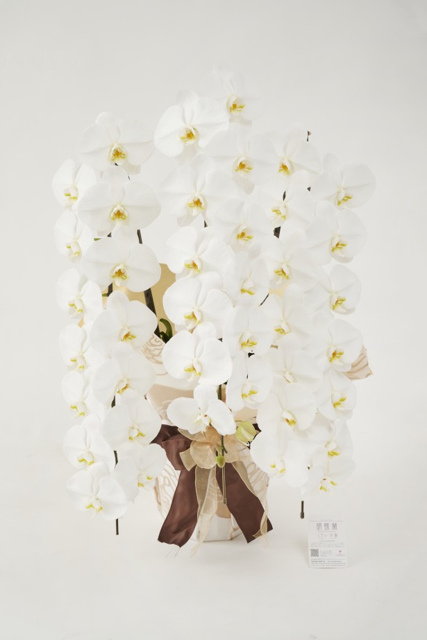 <p>開店祝い、開院祝い、開業祝い、就任祝いなどの定番お祝い花胡蝶蘭にチョットしたお洒落感を施した、こだわりラッピング胡蝶蘭シリーズの商品です。</p>