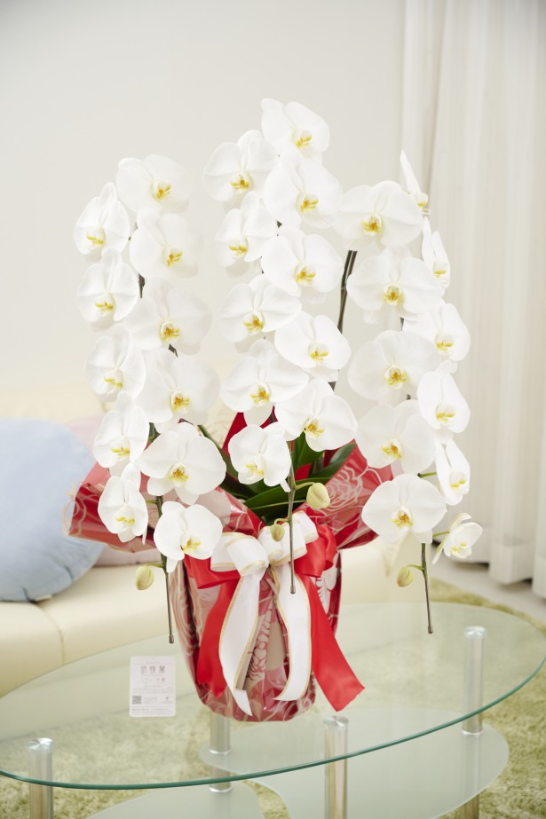 <p>オフィスや店舗に飾っていただいても存在感抜群のこだわりラッピング胡蝶蘭3本立です。</p>