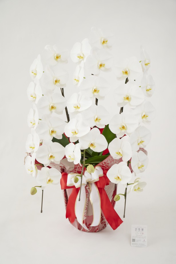 <p>開店祝い、開院祝い、開業祝い、就任祝いなどの定番お祝い花胡蝶蘭にチョットしたお洒落感を施した、こだわりラッピング胡蝶蘭シリーズの商品です。</p>