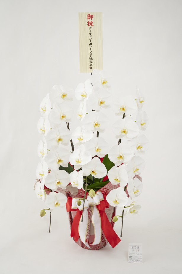 <p>胡蝶蘭大輪商品には、無料で立札またはメッセージカードをお付けしております。</p>