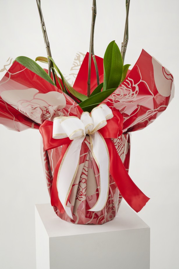 <p>［レッドローズ］鮮やかな赤いバラをあしらった、情熱的で華やかなラッピングです。紅白のコントラストにゴールドを添えた色合いは、新たな門出のお祝いや、心からの感謝・祝福を伝えるシーンにぴったりのデザインです。</p>