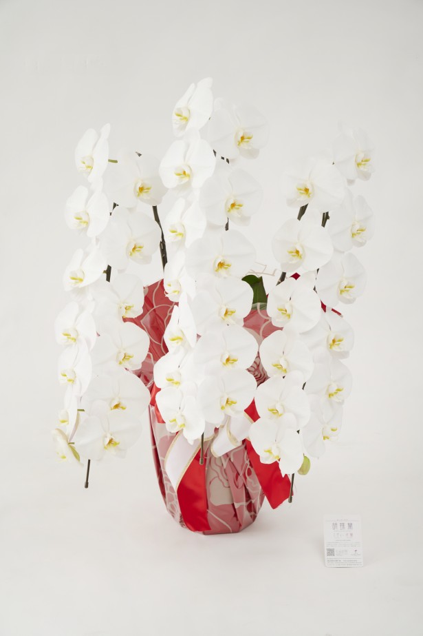 <p>開店祝い、開院祝い、開業祝い、就任祝いなどの定番お祝い花胡蝶蘭にチョットしたお洒落感を施した、こだわりラッピング胡蝶蘭シリーズの商品です。</p>