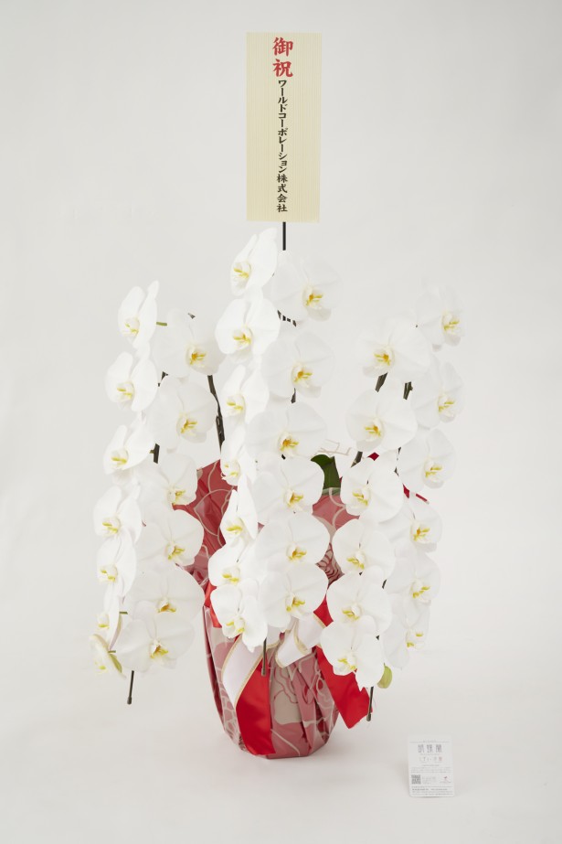 <p>胡蝶蘭大輪商品には、無料で立札またはメッセージカードをお付けしております。</p>