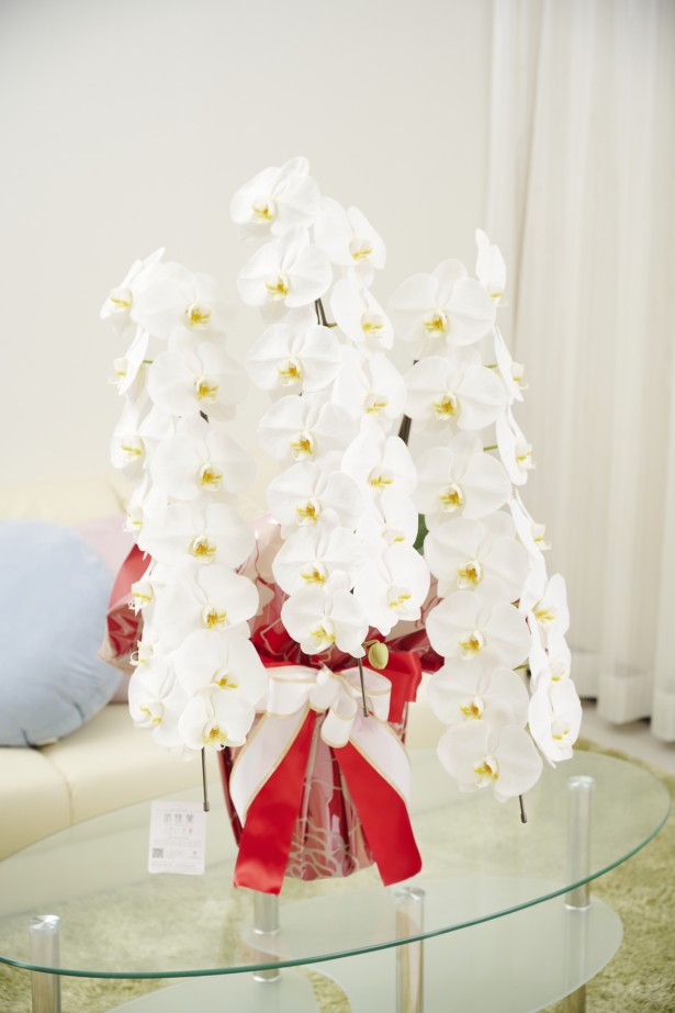 <p>オフィスや店舗に飾っていただいても存在感抜群のこだわりラッピング胡蝶蘭3本立です。</p>