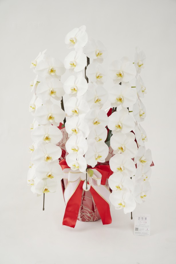 <p>開店祝い、開院祝い、開業祝い、就任祝いなどの定番お祝い花胡蝶蘭にチョットしたお洒落感を施した、こだわりラッピング胡蝶蘭シリーズの商品です。</p>