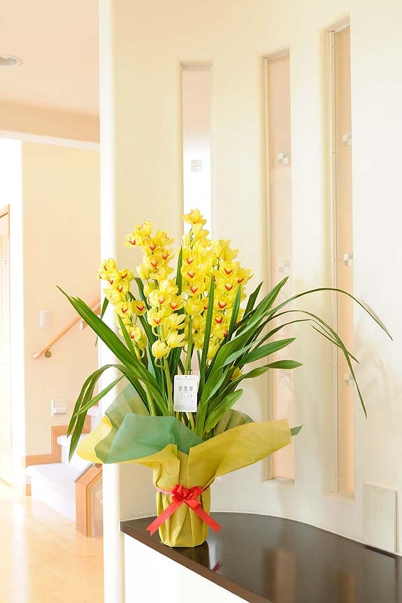 冬を彩る洋蘭シンピジューム！高さがあるため贈り物としての見栄えにも最適です。