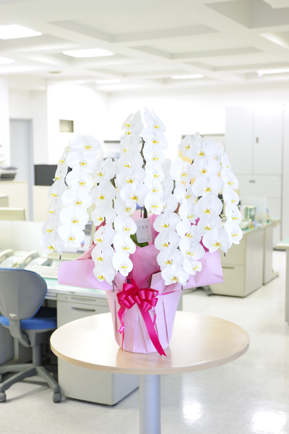 「枝振りの高さが存在感ある見栄えを・・・」「花びらの大きさが見事なボリューム感を・・・」
ビジネスシーンのあらゆる場で極めて目立つ贈り物になることと思いますので、大切なお取引先やシーンでご利用ください。