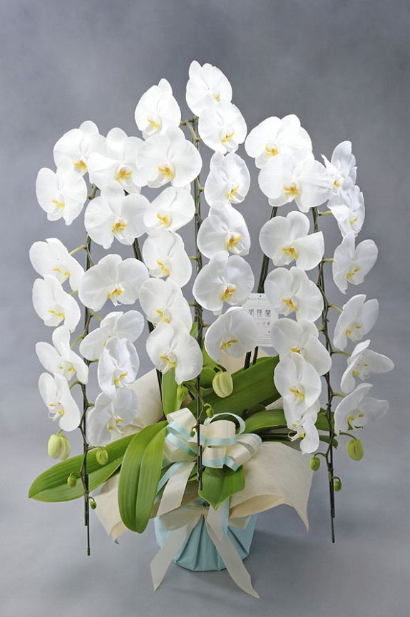 当日配送　胡蝶蘭3本立（白）3万円コース（45～51輪程度） ｜ 祝い花と供花の販売　ネットの花屋　ビジネスフラワー®｜祝い花と供花の販売　ネットの花屋　ビジネスフラワー®